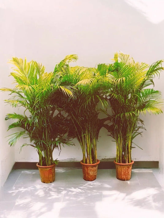 Areca Palm Plant - Mega Bundle Offer - 3 Plants | 130 - 150 cm - Freshplants
