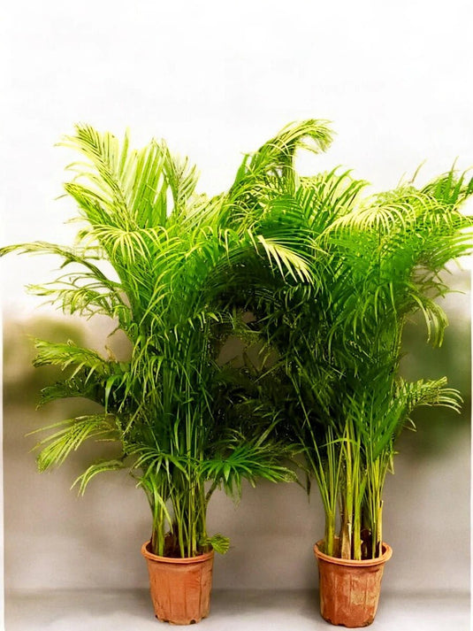Areca Palm Plant x 2 | Bundle Offer | 100 - 130cm | Nursery Pot - Freshplants