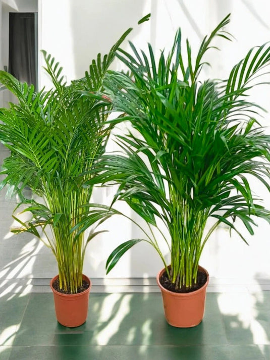 Areca Palm Plant x 2 | Bundle Offer | 100 - 130cm | Nursery Pot - Freshplants