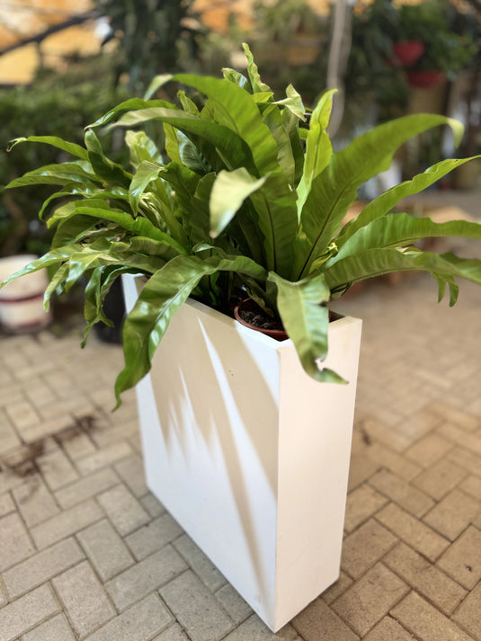Asplenium Nidus | Birds Nest Fern | Indoor Plant | Home and Office | UAE Delivery - Freshplants