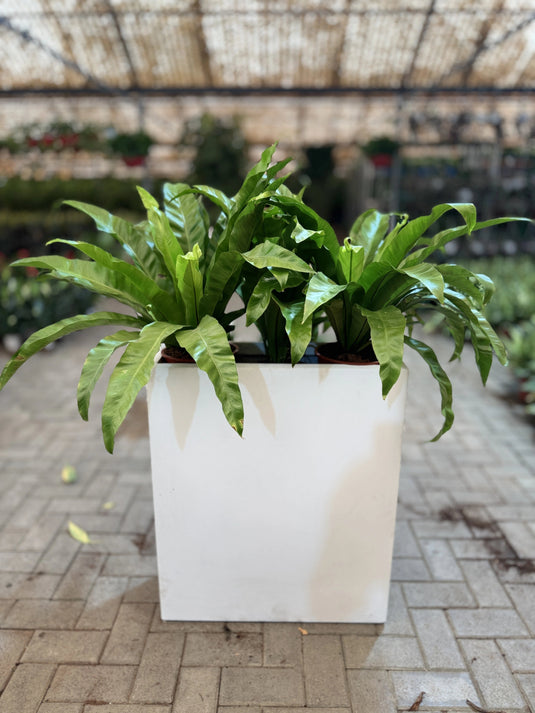 Asplenium Nidus | Birds Nest Fern | Indoor Plant | Home and Office | UAE Delivery - Freshplants