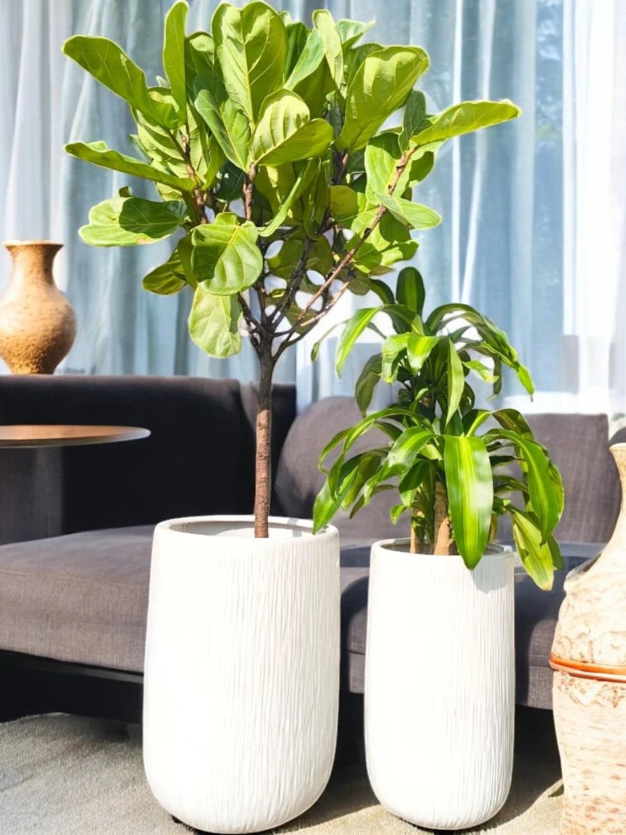 Blooming Oasis Set | Ficus Lyrata, Dracaena Art | Long Ceramic Pot Set Included - Freshplants