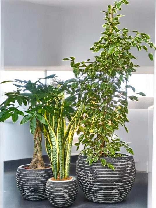 Botanical Bliss Set | Ficus Starlight, Snake Plant and Pachira | Fibre Pots Set - Freshplants