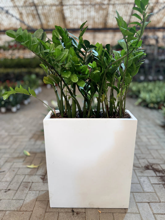 Buy Indoor ZZ Plant (Zamioculcas zamiifolia) | Privacy Arrangement Planter | Low Maintenance | Free Delivery - Freshplants