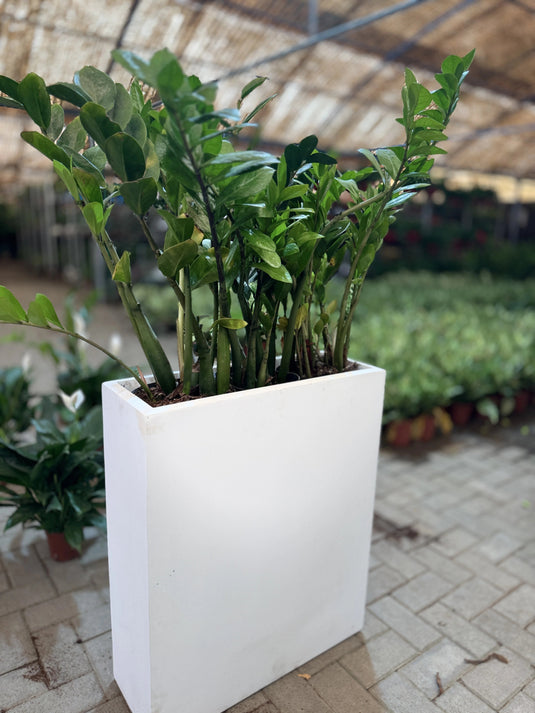 Buy Indoor ZZ Plant (Zamioculcas zamiifolia) | Privacy Arrangement Planter | Low Maintenance | Free Delivery - Freshplants