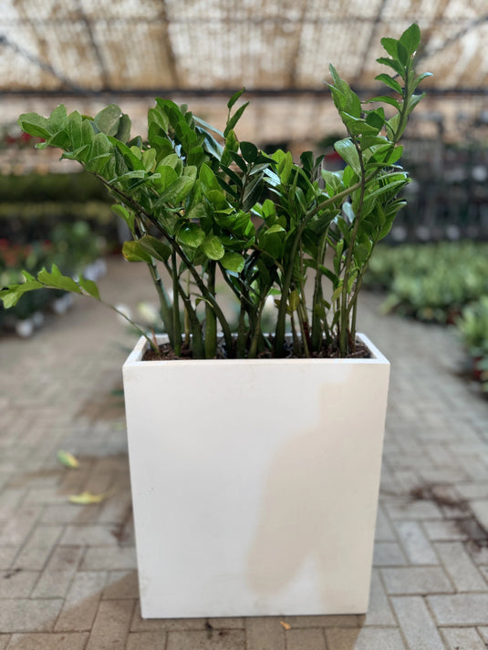 Buy Indoor ZZ Plant (Zamioculcas zamiifolia) | Privacy Arrangement Planter | Low Maintenance | Free Delivery - Freshplants
