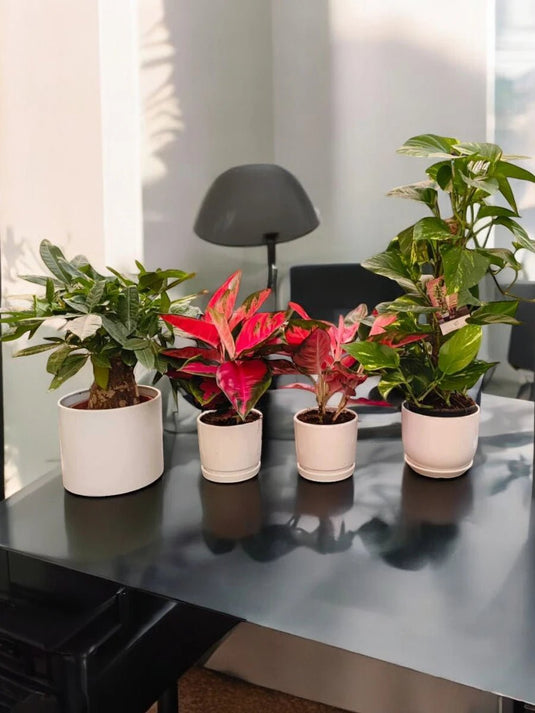 Charming Green Quartet | 2x Aglaonema, Pachira, and Money Plant - Freshplants