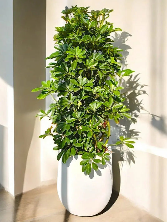 Dwarf Umbrella | Schefflera Arboricola | Gold Capella | Fiber Pot Included - Freshplants