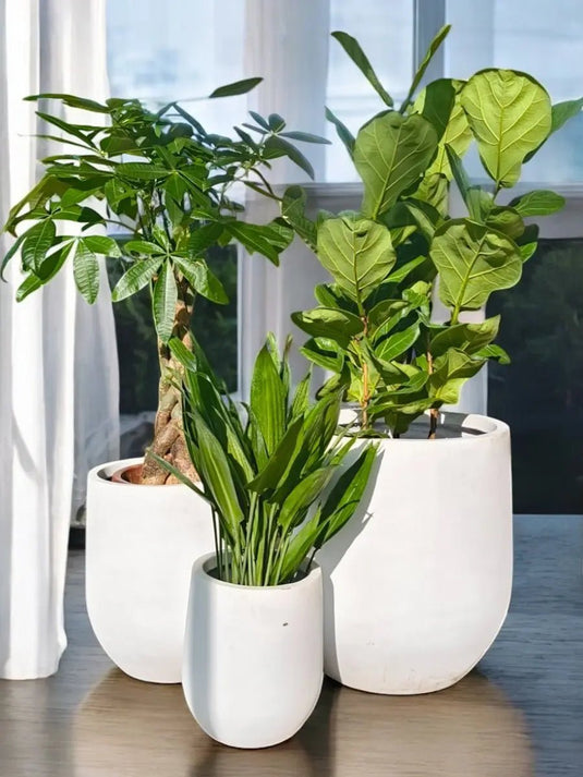 Exotic Green Fusion | Ficus Lyrata 3PP, Pachira, Cordyline Plant | Fiber Pot Set Included - Freshplants