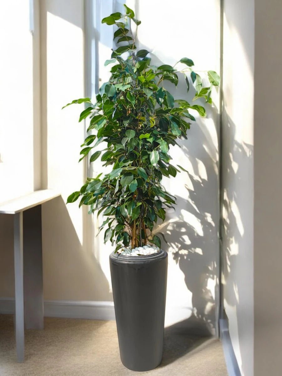 Ficus Benjamina | Office Plant | 90 - 110 cm | Black Ceramic Long Pot - Freshplants