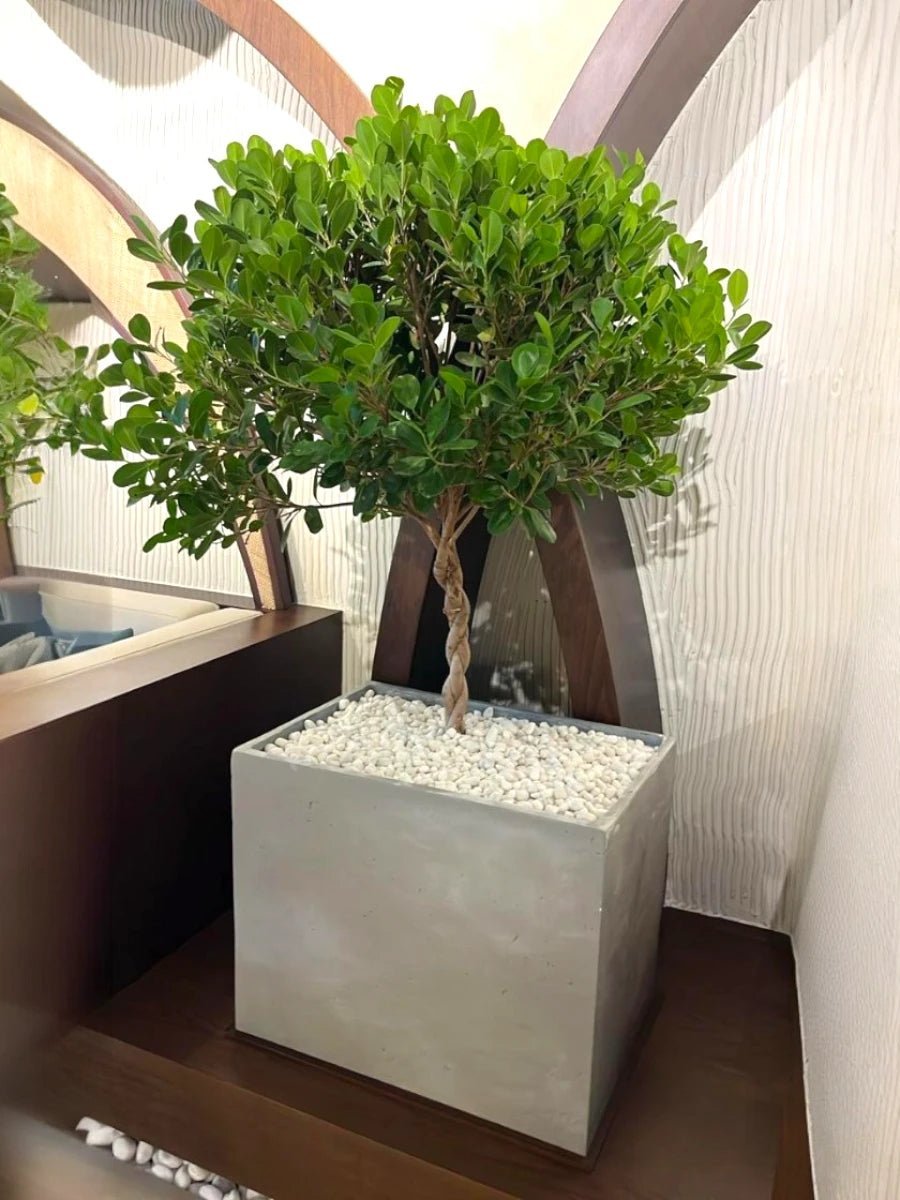 Ficus Panda Bonsai One Head with Planter - Freshplants