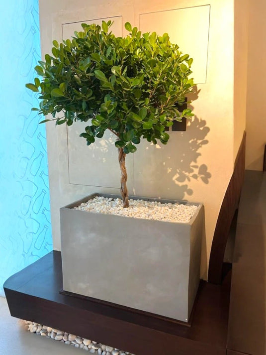 Ficus Panda Bonsai One Head with Planter - Freshplants