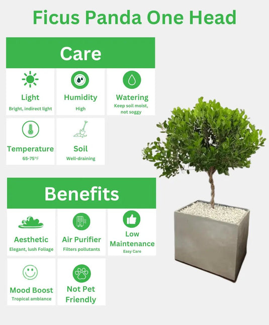 Ficus Panda Bonsai One Head with Planter - Freshplants
