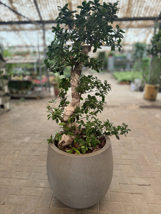 Ficus Panda "S" Shape Indoor Plant | Air Purifier | Freshplants | Home and Office | UAE Delivery - Freshplants