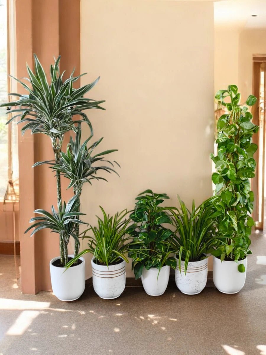 Nature Touch Bundle - 5X Plants | Ceramic Pot - Freshplants