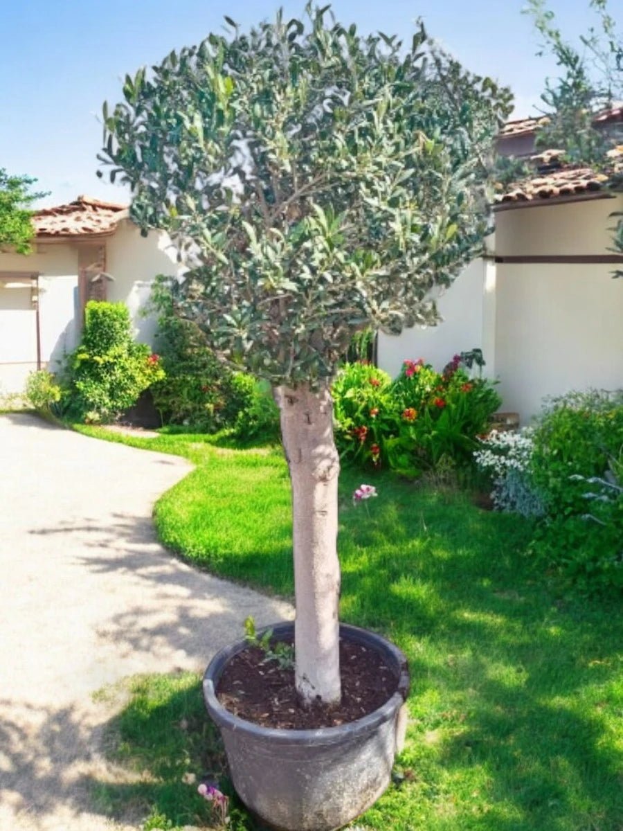 Olive Bonsai One Head | 150 - 180cm | Nursery Pot | Outdoor - Freshplants