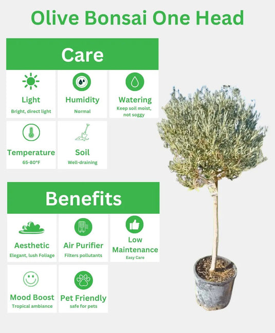Olive Bonsai One Head | 180 - 200cm | Nursery Pot | Outdoor - Freshplants