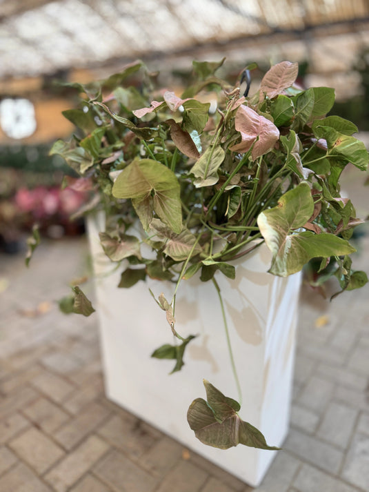 Pink Arrowhead Indoor Planter | Syngonium Pink | Privacy Arrangement | Home and Office | Indoor Plant | Free Delivery - Freshplants