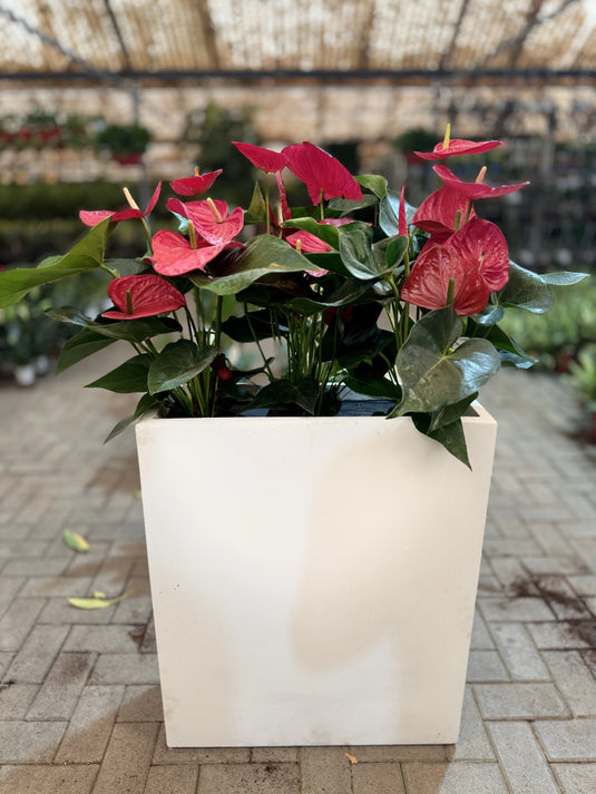 Red Anthurium | Flamingo Red Plant | Flowering Indoor Plant | Home and Office | Privacy Arrangement Planter - Freshplants