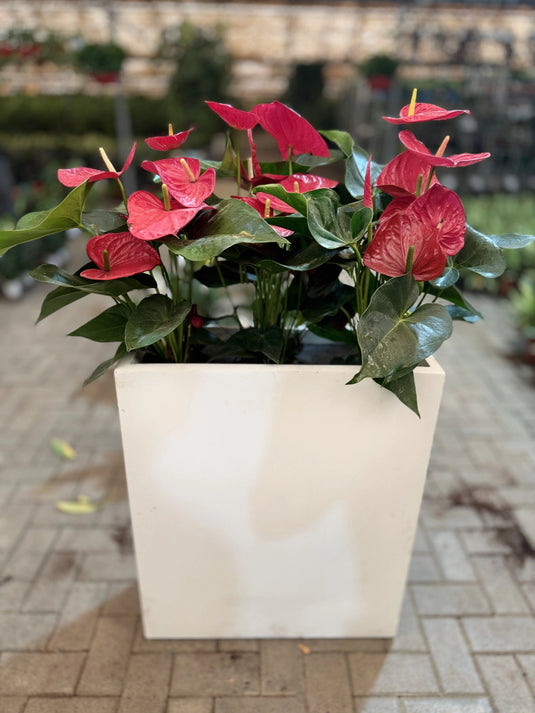 Red Anthurium | Flamingo Red Plant | Flowering Indoor Plant | Home and Office | Privacy Arrangement Planter - Freshplants