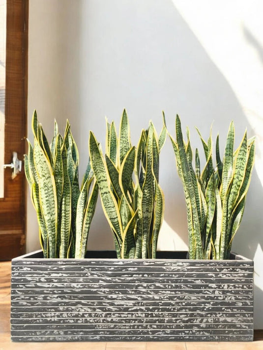 Snake Plant Bundle | Indoor Plant Sansevieria | 60 - 80cm | Black Planter Included - Freshplants