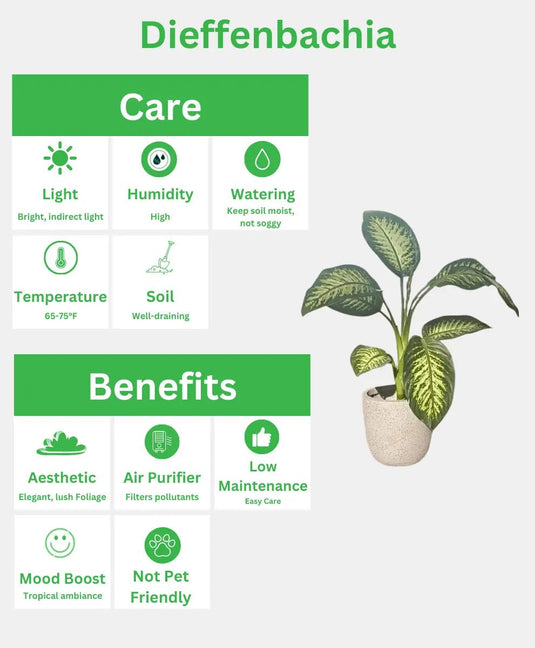 Dieffenbachia or Dumb Cane or Tropic Snow | Fiber Pot Include | 60 - 90 cm - Freshplants