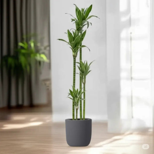 Jade Dragon Tree | Large size | Indoor Plant - Freshplants