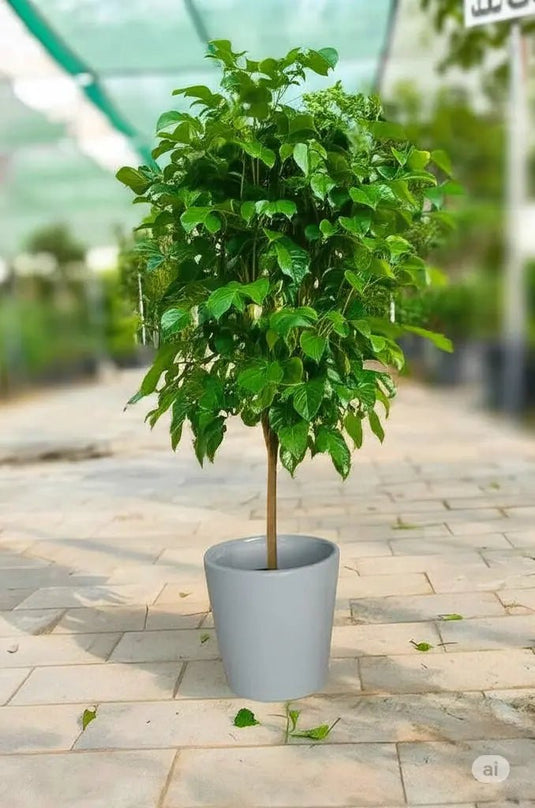 Radermachera (China Doll) | Large Size | Nursery and Ceramic Pot - Freshplants