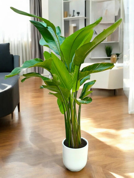 Bird of Paradise | Indoor Plant | 120 - 140 cm | Nursery or Ceramic Pot - Freshplants