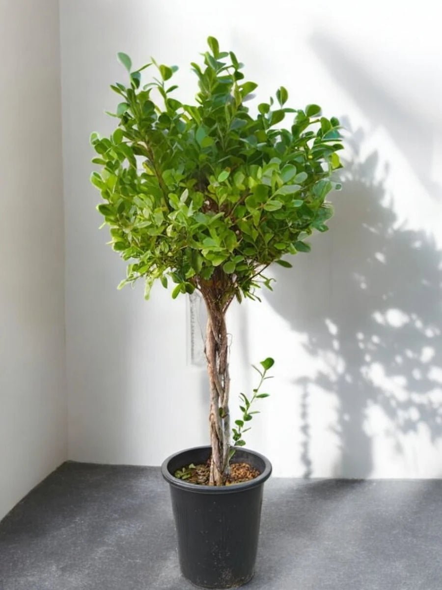 Ficus Panda | Ficus truncata | Indoor | Outdoor Plant - Freshplants