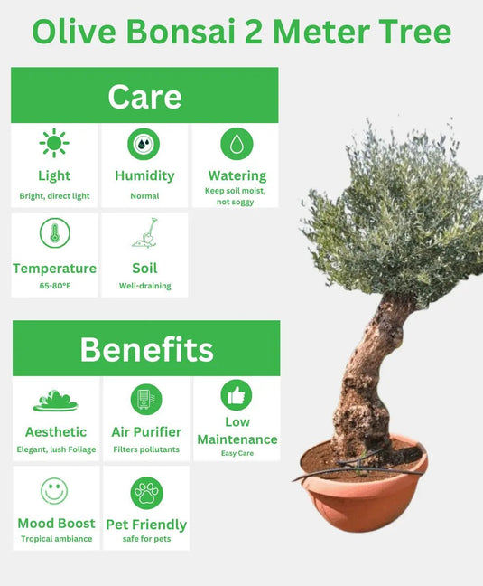 Olive Bonsai 2 Meter Tree | Bonsai Plants - Freshplants