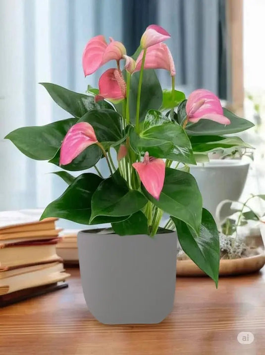 Flamingo Pink Plant | Nursery or Ceramic Pots | Home and Office | Indoor Plant | UAE Delivery - Freshplants