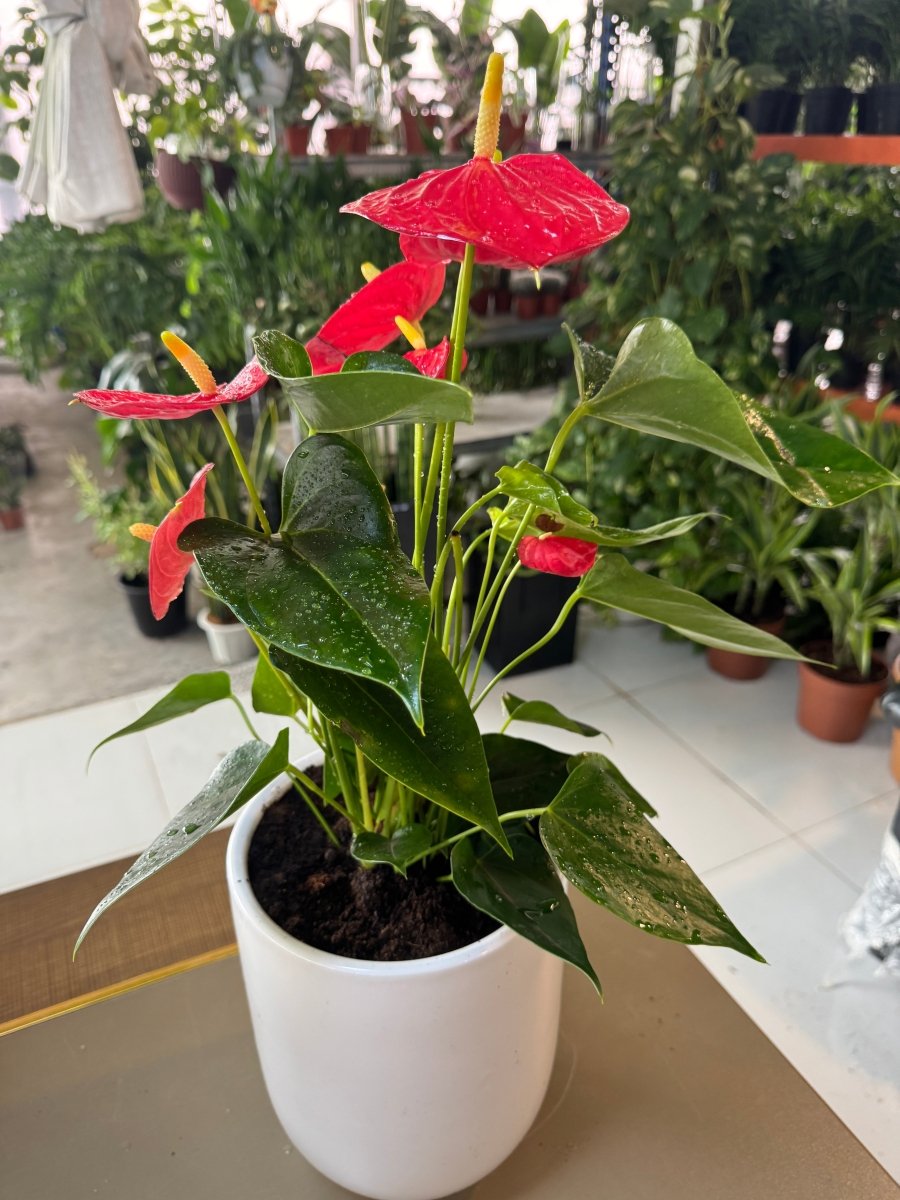 Flamingo Red Plant | Flowering Indoor Plant | Home and Office | Online UAE Plants - Freshplants