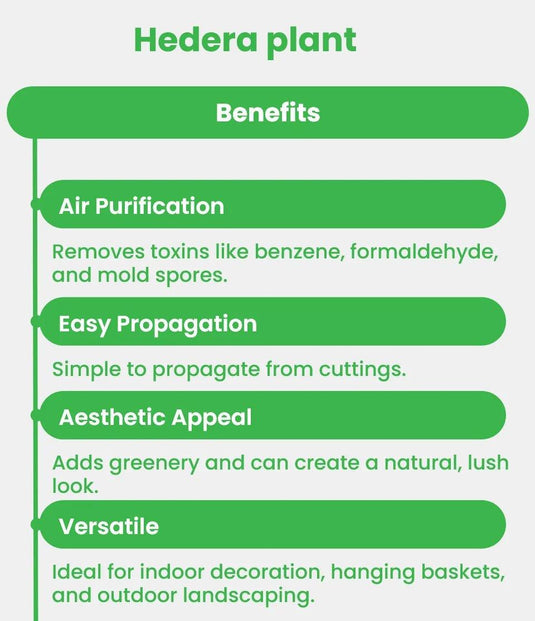 Hedera plant | Hedera helix or English Ivy - Freshplants