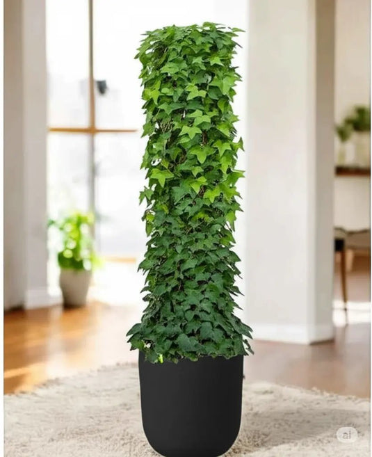 Hedera plant | Hedera helix or English Ivy | Nursery and Ceramic Pot | Home and Office | Online Store - Freshplants