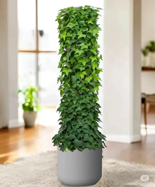 Hedera plant | Hedera helix or English Ivy | Nursery and Ceramic Pot | Home and Office | Online Store - Freshplants