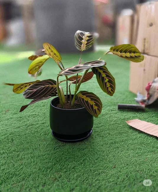 Prayer Plant | Maranta | Calathea Maranta | Maranta Leuconeura | Indoor Plants | Dubai | Abu Dhabi | Delivery | Ceramic, Nursery - Freshplants