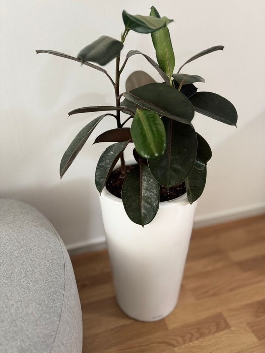 Rubber plant Variegated | 50-130 cm | Repotted - Freshplants