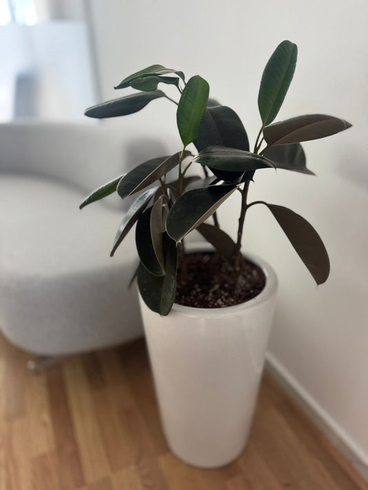 Rubber plant Variegated | 50-130 cm | Repotted - Freshplants