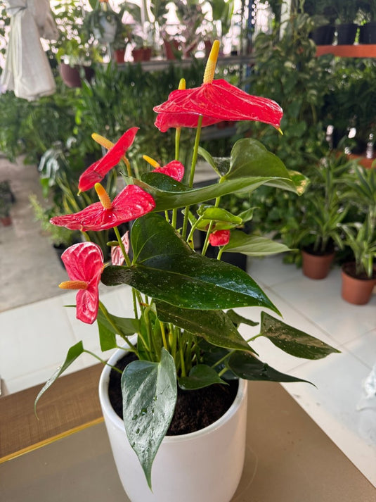Anthurium Flamingo Flower | Indoor Flowering Plant | 25cm-70cm size - Freshplants