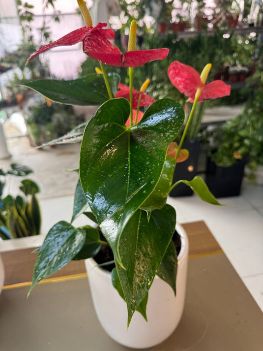 Anthurium Flamingo Flower | Indoor Flowering Plant | 25cm-70cm size - Freshplants