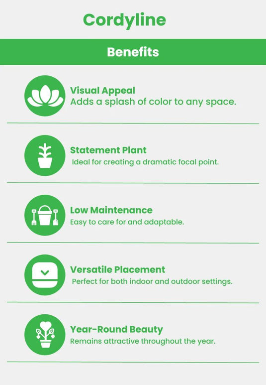 Cordyline - Fruticosa Tango or Ti Plant - Freshplants