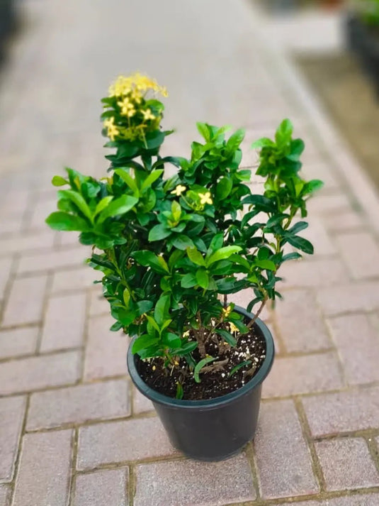 Ixora Chinensis | Single Yellow 30 - 40 cm | Outdoor - Freshplants