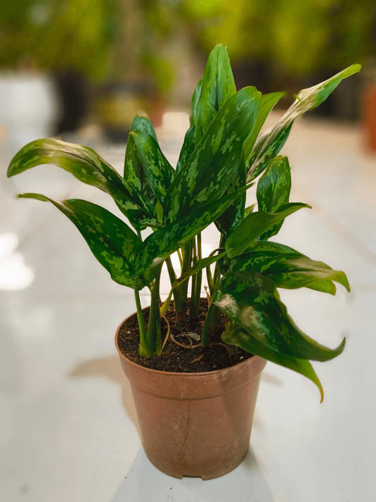 Aglaonema | Chinese Evergreen Indoor Plant | Nursery & Ceramic Pot - Freshplants