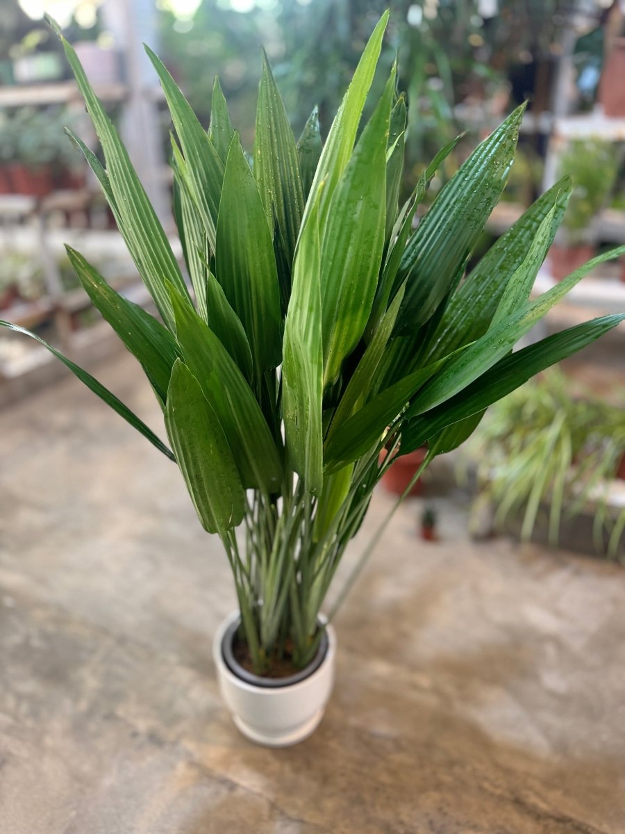 Cast Iron Indoor Plant - Aspidistra Elatior | Repotted Plants | Flowering | UAE Delivery | Small to Large | Nursery, Ceramic. - Freshplants