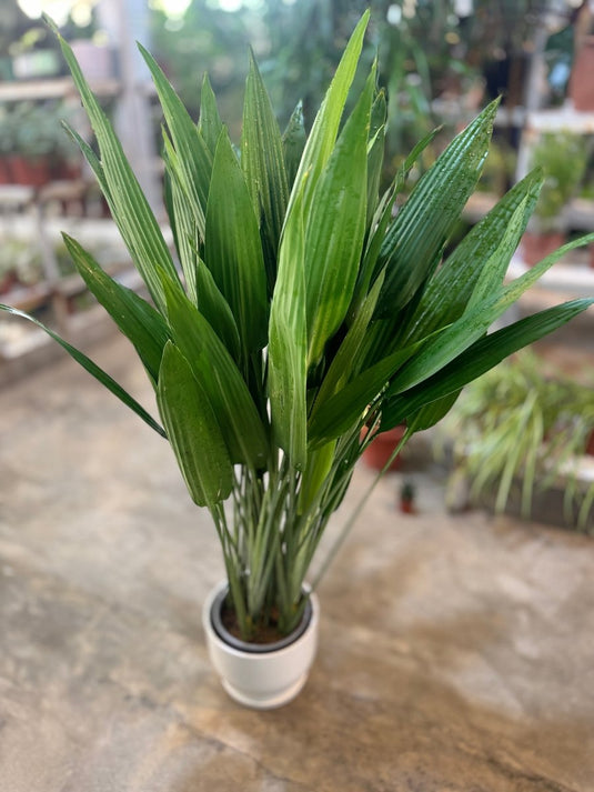 Cast Iron Indoor Plant - Aspidistra Elatior | Repotted Plants | Flowering | UAE Delivery | Small to Large | Nursery, Ceramic. - Freshplants