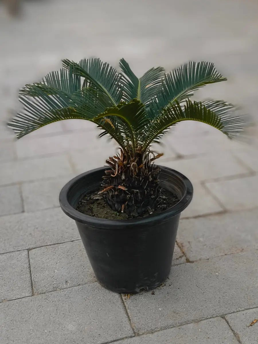 Cycas Palm or Sago Palm | Fast Delivery | Nursery Pot - Freshplants