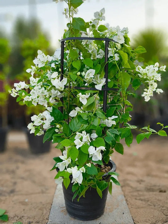 Bougainvillea 4 Stick | Multicolors | Different Size | FreshPlants - Freshplants