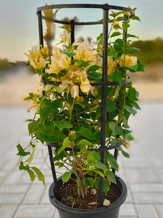 Bougainvillea 4 Stick | Multicolors | Different Size | FreshPlants - Freshplants