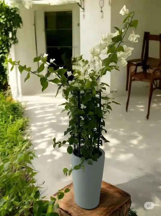 Bougainvillea 4 Stick | Multicolors | 40-150 cm | Outdoor Plant | Nursery and Ceramic Pot - Freshplants